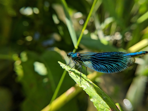 Prugasta konjska smrt (Calopteryx splendens)