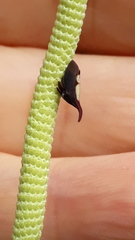 Enchenopa anseriformis