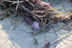 Cycloxanthops novemdentatus