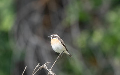 Saxicola rubetra