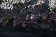 Tetraclita rubescens