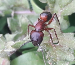 Camponotus ligniperda