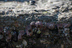 Tetraclita rubescens