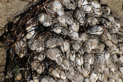 Pollicipes polymerus