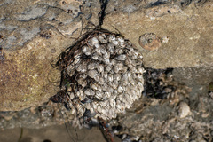 Pollicipes polymerus