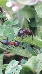 Camponotus ligniperda