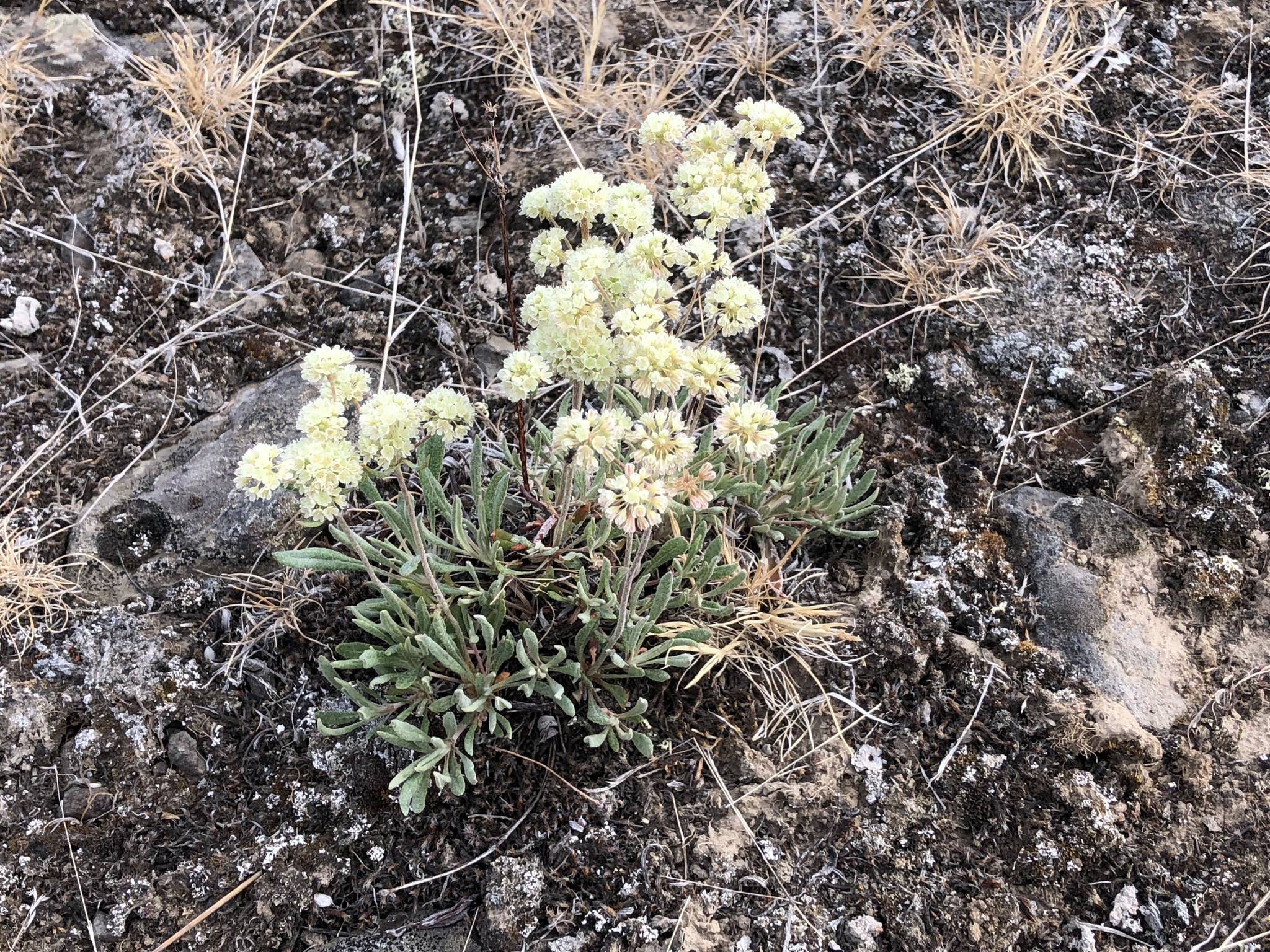 Eriogonum heracleoides var. leucophaeum