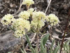 Eriogonum heracleoides leucophaeum