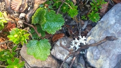 Dichosciadium ranunculaceum