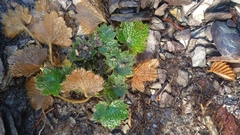 Dichosciadium ranunculaceum
