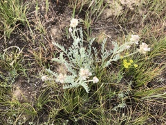 Astragalus spaldingii