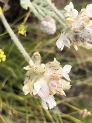 Astragalus spaldingii