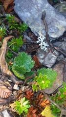 Dichosciadium ranunculaceum