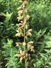 Heuchera richardsonii