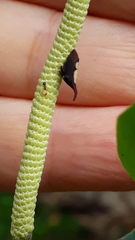 Enchenopa anseriformis