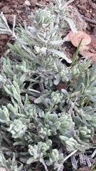 Teucrium polium