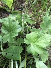Heuchera richardsonii