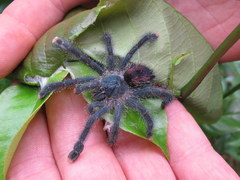Avicularia avicularia