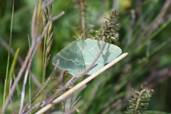 Chlorissa cloraria