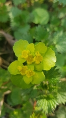 Chrysosplenium alternifolium