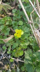Chrysosplenium alternifolium