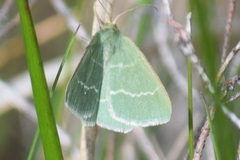 Chlorissa cloraria