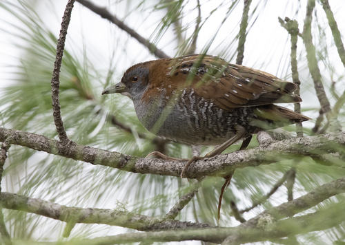 Baillon's Crake (Zapornia pusilla), photo 3