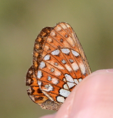 Boloria eunomia