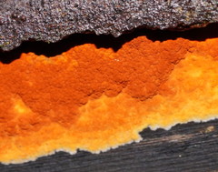 Hypoxylon crocopeplum