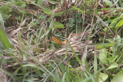 Lycaena phlaeas abbottii