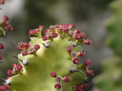 Euphorbia neriifolia