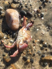 Romaleon antennarium