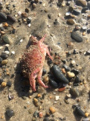 Romaleon antennarium