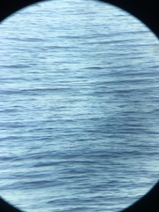 Aechmophorus clarkii