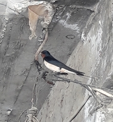 Hirundo rustica