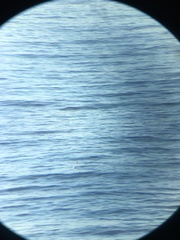 Aechmophorus clarkii