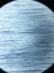 Aechmophorus clarkii