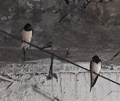 Hirundo rustica