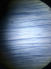 Gavia stellata