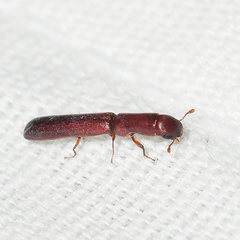 Nematidium filiforme