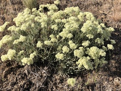 Eriogonum heracleoides leucophaeum