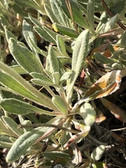 Eriogonum heracleoides leucophaeum