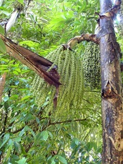 Caryota mitis