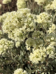 Eriogonum heracleoides leucophaeum