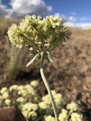 Eriogonum heracleoides leucophaeum