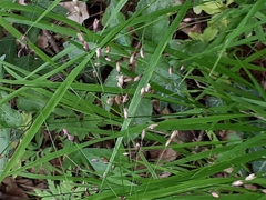 Melica uniflora