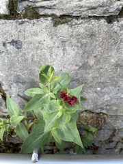 Centranthus ruber