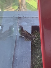 Saucerottia beryllina