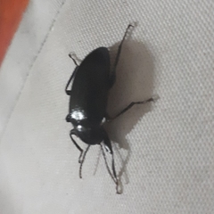 Hoplonyx