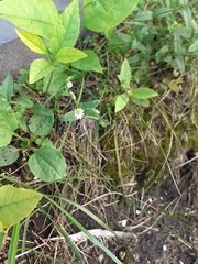 Cerastium holosteoides